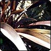 Bronze Flax