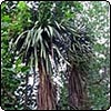 Cordyline / Cabbage Tree