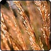  Calamagrostis Grass 