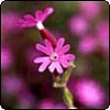 Campion (Weed)