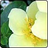  Canary Bird Rose 