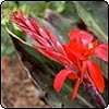 Red Canna in Flower