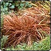 Carex