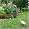 Willow Tree Summer Garden