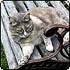 Moosey Garden Cafe Furniture