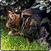 Cat Licking Paws
