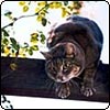Stumpy Cat on the Pergola