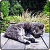 Cat Sleeping Spots
