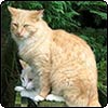 Cat Company