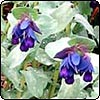 Cerinthe