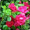 Cherry-Red Rambler