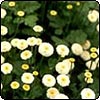 Chamomile Daisies