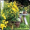 Chrysanthemums