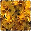 Yellow Chrysanthemum