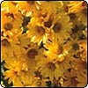Chrysanthemums