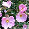 Cistus - Rock Rose