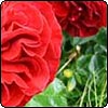  Colourbreak Rose 