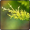 Conifer