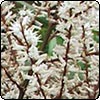 Spikes in Flower