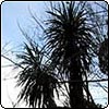 Corner Cordyline