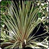 Variegated Cordyline