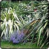 Garden Foliage & Flowers