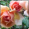 Late Summer Roses