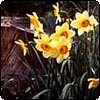 Spring Daffodils
