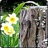 Tree Stump and Daffodils