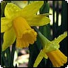 Miniature Yellow Daffodils
