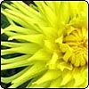 Yellow Spiky Dahlia