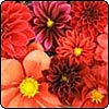 Dahlias in Fashion