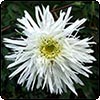 Shasta Daisy