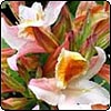 Deciduous Azalea