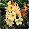 Digital Garden Camera