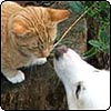 Cats and Dogs