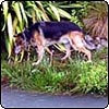 Animals in the Garden