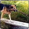 Little John Taj-dog
