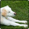  A Well-Groomed Dog 