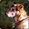 Taj-dog in the Sun