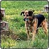 The Sad Demise of the Tree Stump Lawn