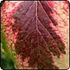  A Good Red... 