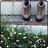 Travel - or Garden?
