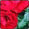 Dublin Bay Red