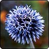Echinops