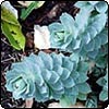Euphorbia Myrsinites