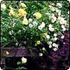 Blooming Garden Roses