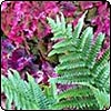 Autumn Hydrangea and Fern