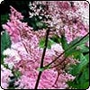  Filipendula 