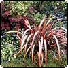Flax & Berberis Plantings